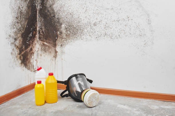 Best Certified Mold Removal  in Milam, TX