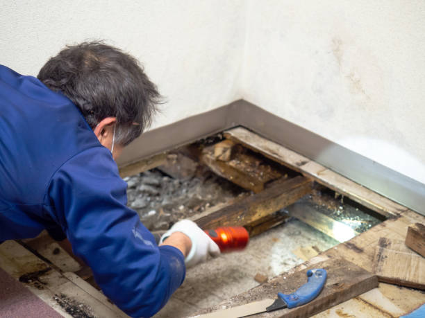 Best Mold Cleaning Services  in Milam, TX