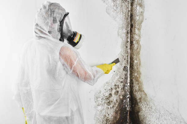 Best Local Mold Removal Service  in Milam, TX