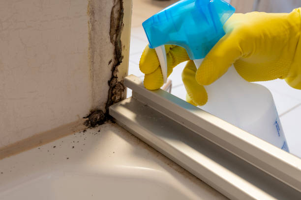 Best Emergency Mold Removal  in Milam, TX