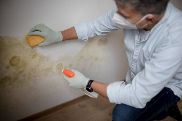 Best Mold Testing  in Milam, TX