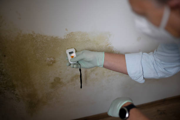 Best Local Mold Removal Service  in Milam, TX