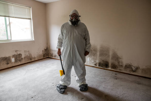 Attic Mold Removal in Milam, TX