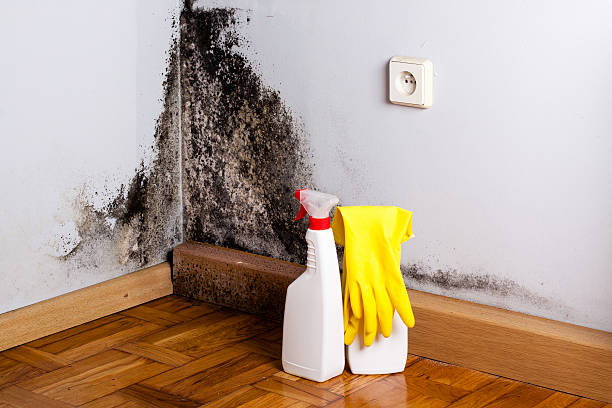 Best Professional Mold Removal  in Milam, TX