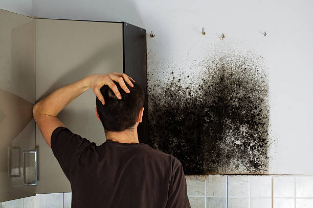 Certified Mold Removal in Milam, TX