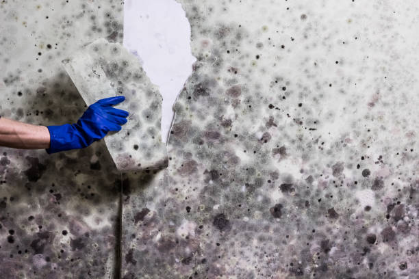 Best Office Mold Removal Services  in Milam, TX