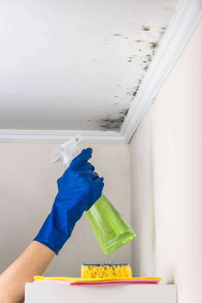 Professional Mold Removal in Milam, TX