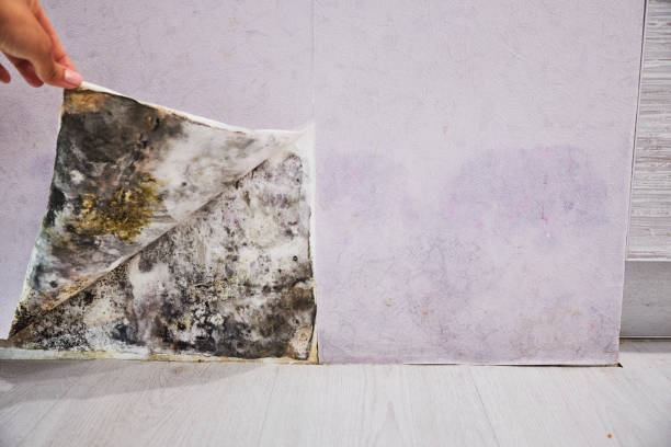 Best Residential Mold Removal  in Milam, TX